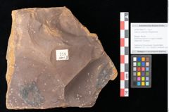 Foto (Objekt + Etikett) von Quercus palaeoilex Ettingshausen (NHMW-GEO-2024-0188-0771)